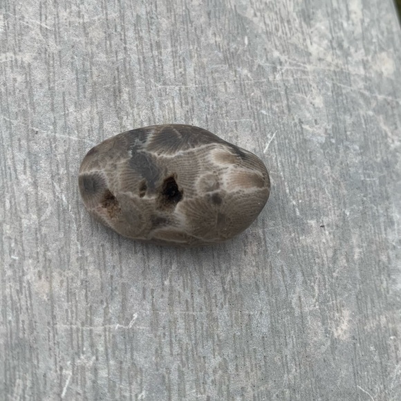 Petoskey stone - Picture 1 of 7